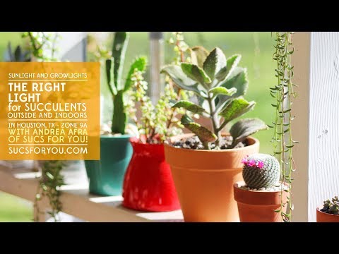 Vídeo: Sunrise Succulent Info: Saiba mais sobre os cuidados com plantas suculentas Sunrise