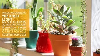 The Right Light for Succulents: Outside, indoors, sunlight, and grow lights