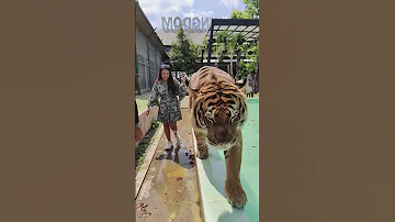 Tiger Music Rapper Song Tiger Tigres 