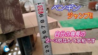 【ペンギン】人間を観察する為のお立ち台　（伊勢シーパラダイス／水族館）