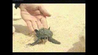 Download lagu Globaltv Diplomat 22 10 (17/2)