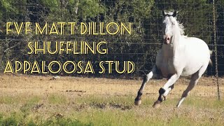 FVF Matt Dillon - Shuffling Appaloosa - Bay Fewspot - Standing at Stud