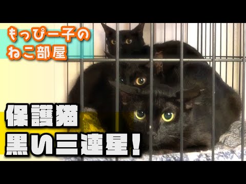 保護猫　黒い三連星！　Three black cats.
