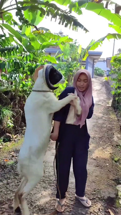 kambing Kawin Gadis cantik #funny #comedyfilms #viral #comedymovies
