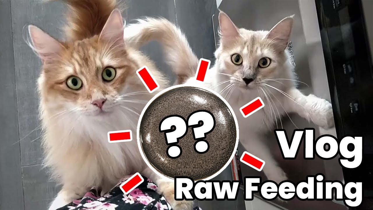 Une journée dans l’assiette de mes chats ! | Alimentation crue