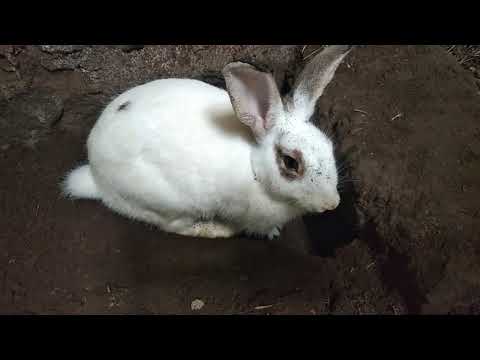 Video: Cara Beternak Kelinci Di Dalam Lubang
