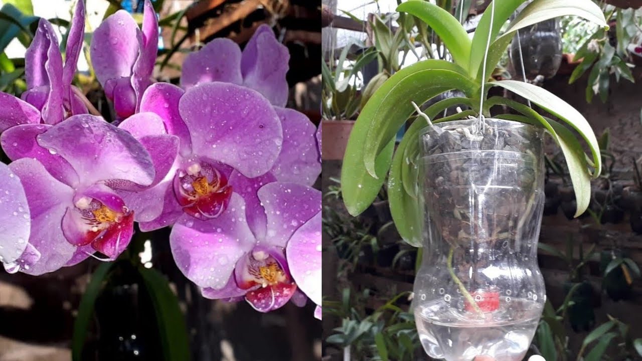 Replante de phalaenopsis na semi hidroponia  Garrafa pet com pedra brita