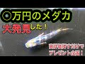 いろんなメダカを混ぜて飼育していたら　とんでもないメダカを発見した