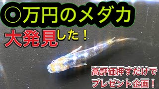 いろんなメダカを混ぜて飼育していたら　とんでもないメダカを発見した