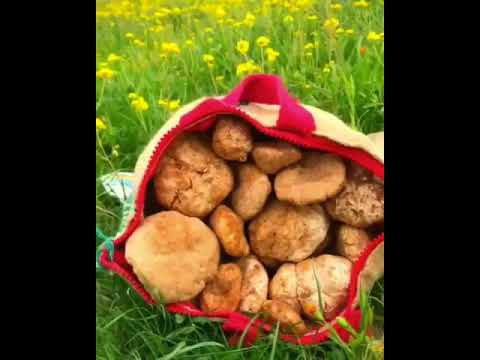 شيلة انا بدوي واحب طاري البداوه اداء المنشد منيف الرشيدي