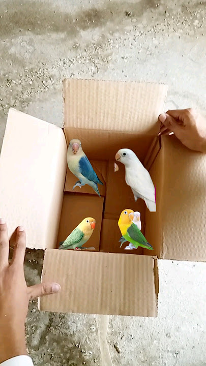 Love Birds New Unboxing| Viral 20 unboxing Love Birds | Online Parcel Delivery | Birds | Shorts