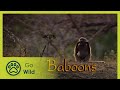 Baboons - The Whole Story S01E11 - The Secrets of Nature