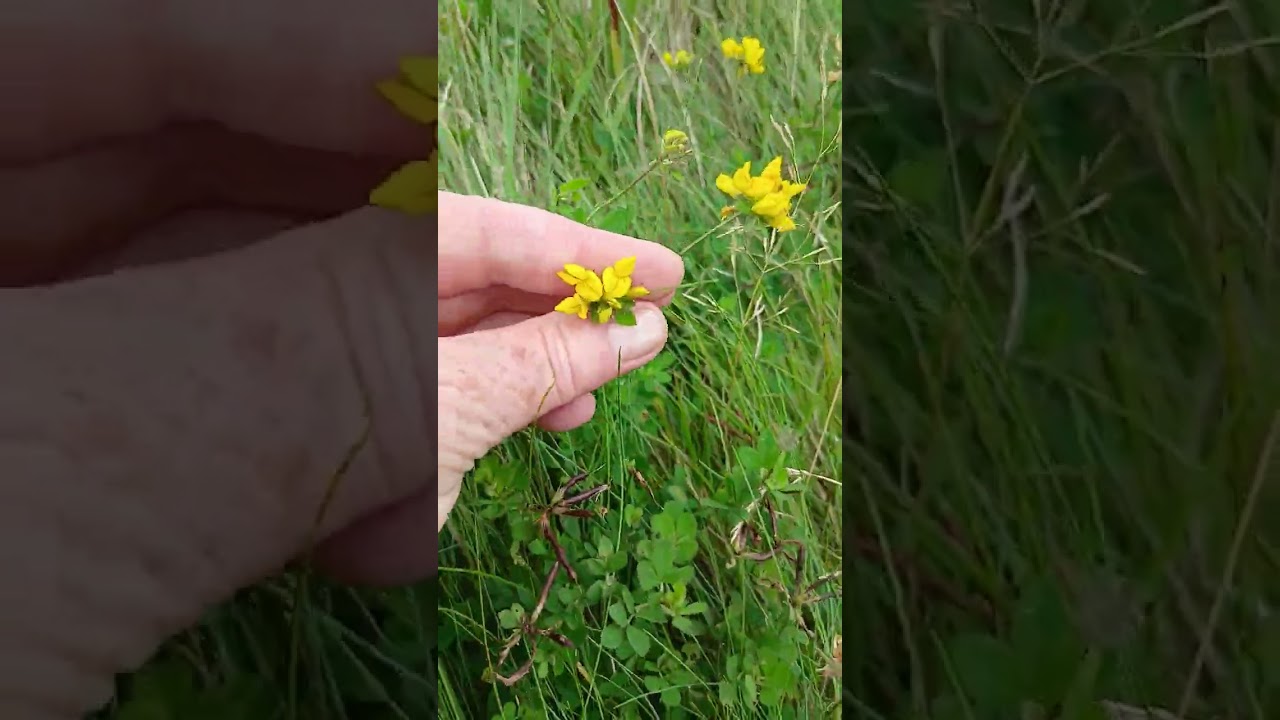 @lifeislifejenna rambling 