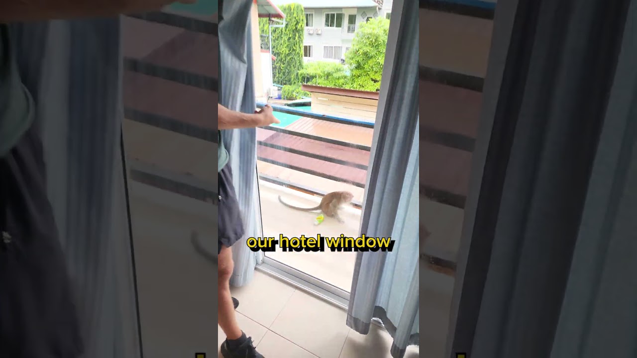 Monkeys Break Into Hotel Room in Thailand