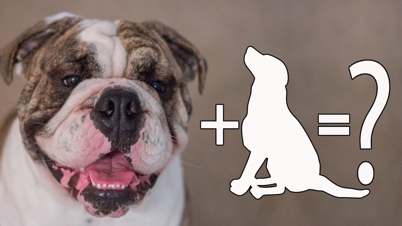 Top 10 Unique English Bulldog Mixes crossbreed dogs YouTube