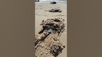 Movement of horseshoe crab telson in sand.