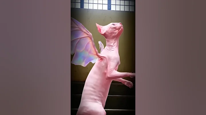 Watch the video about New elien come 🔥 voice #shorts #cat #funny #sphynx