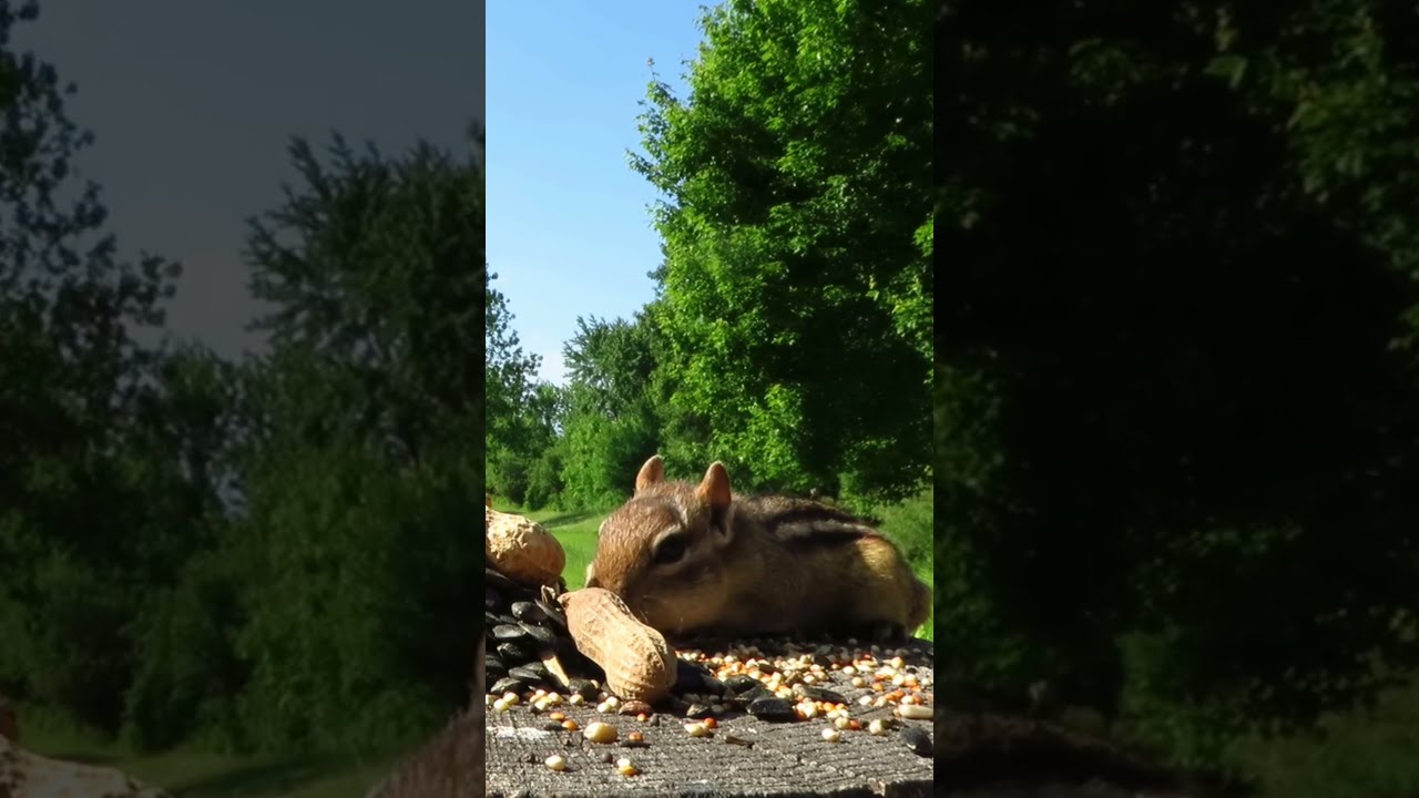 Chipmunk Visits The Stump On A Beautiful Summer Morning