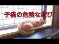 [DIY]猫の脱走防止柵をアイリスオオヤマのメッシュパネルを使って作ります。