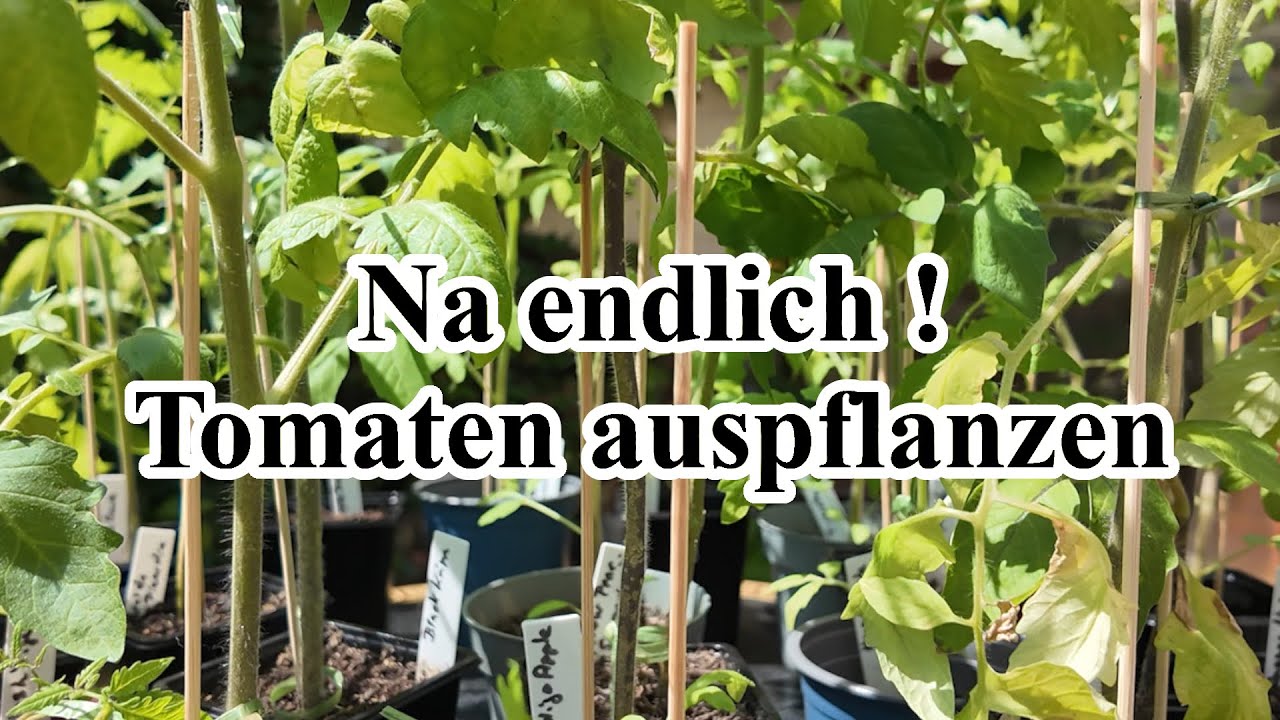 Tomaten auspflanzen Meine Tomatentipps YouTube