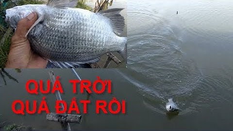 Quay lại đầm huyền thoại, giật cá Tráp nào cá nấy to như cái quạt || Thiên Nhiên Muôn Loài