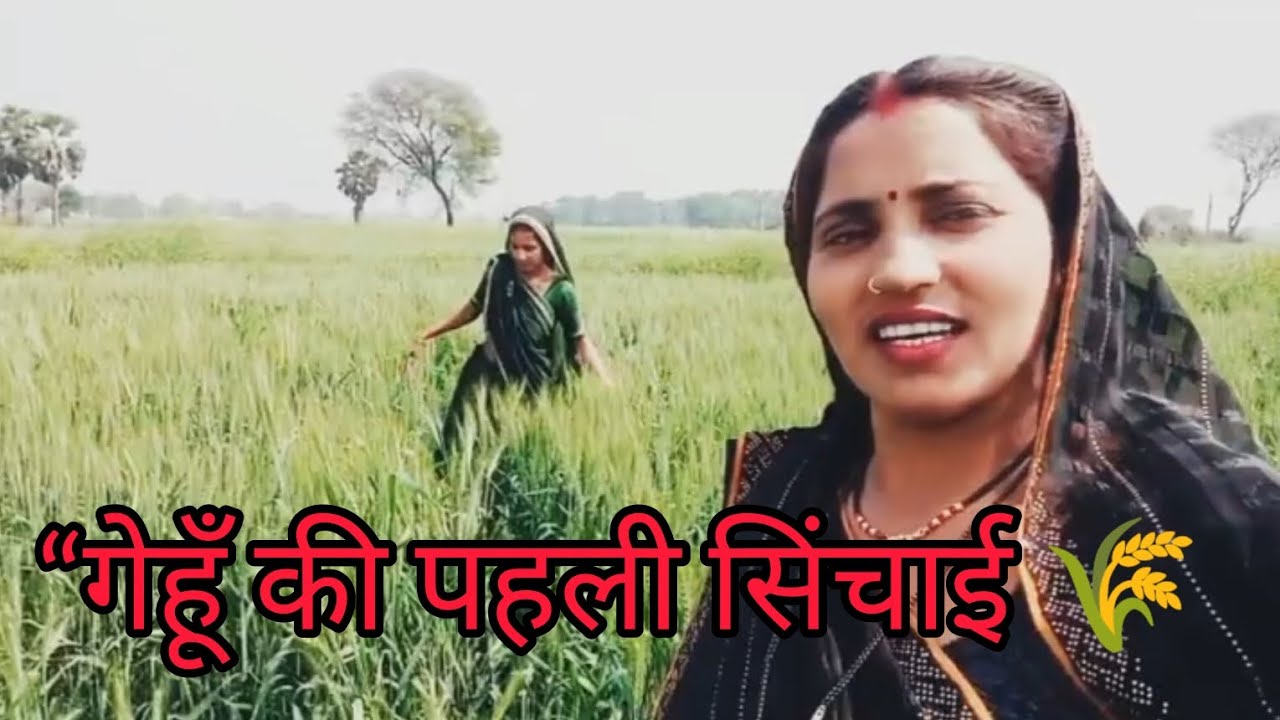   देवरानी और जेठानी  आज खेत में गेहूँ की सिचाई करने पहुंचे खेत 💧 पूरा वीडियो  जरूर देखें