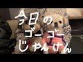 ゴーゴーじゃんけん