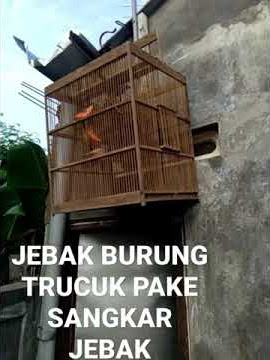 SANGAT MUDAH JEBAK BURUNG TRUCUK PAKE SANGKAR JEBAK