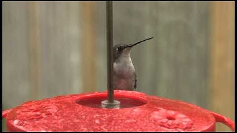 Female Ruby Throated Hummingbird Drinking At Feeder, Your Cat Will Love This!