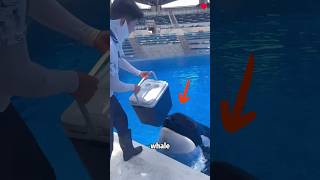What An Adorable Whale It Actually Did This For Food