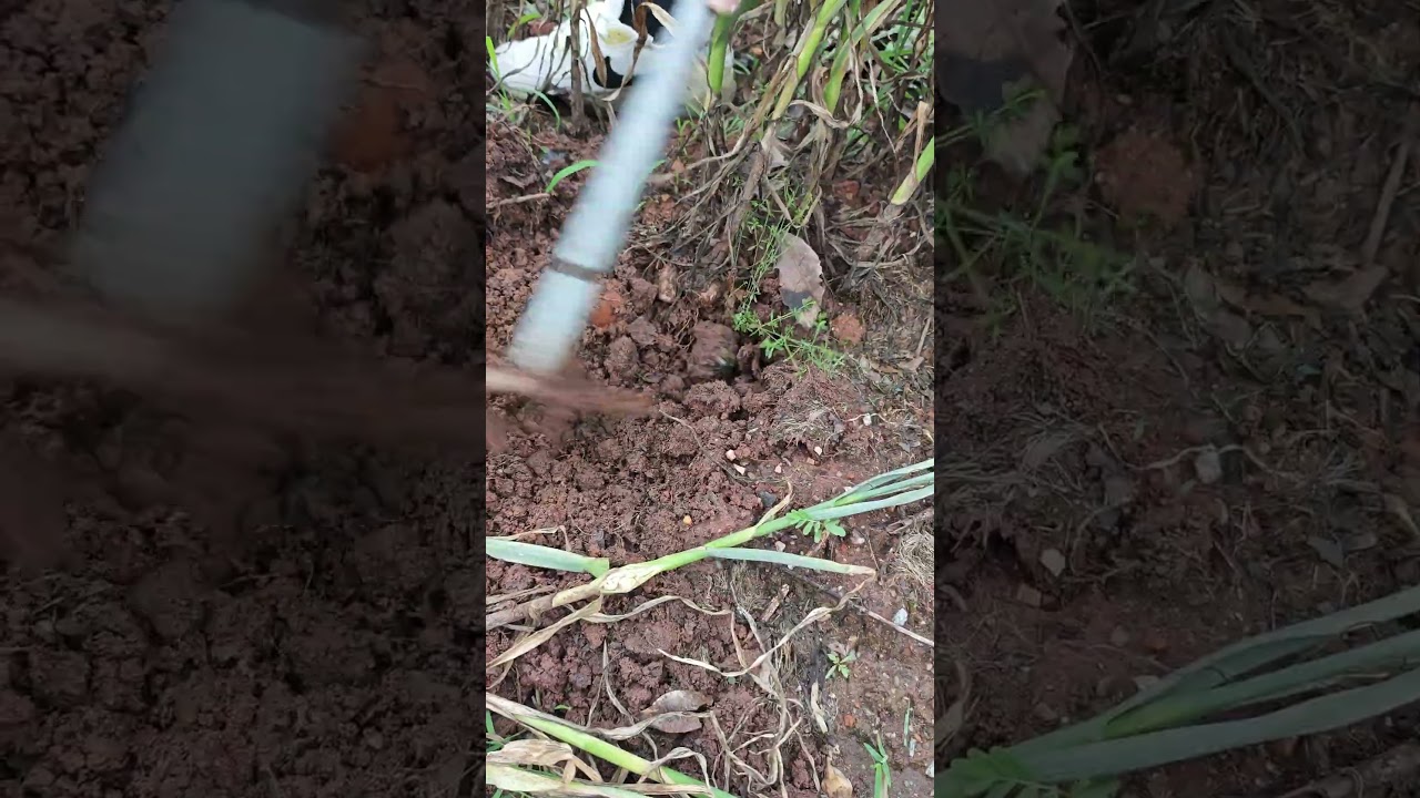 Use a hoe to dig up the garlic