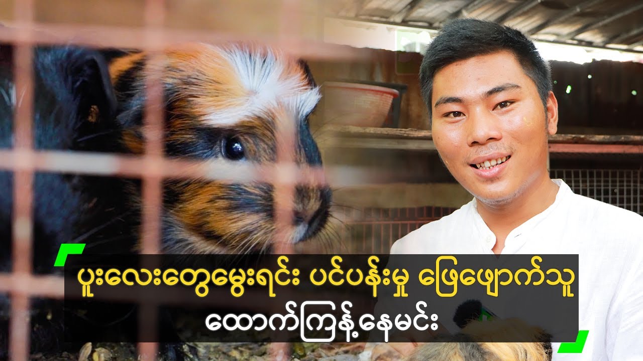 ပူး အကောင် (၂၀) ကျော် မွေးထားတဲ့ ထောက်ကြန့်နေမင်း