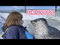 【紋別アザラシシーパラダイス】日和ちゃんの○○は思わず笑っちゃいます。Seals sea paradise. Agu&Hiyori
