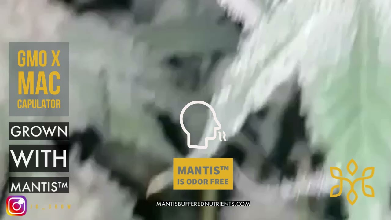GMO x MAC Capulator Grown With MANTIS™