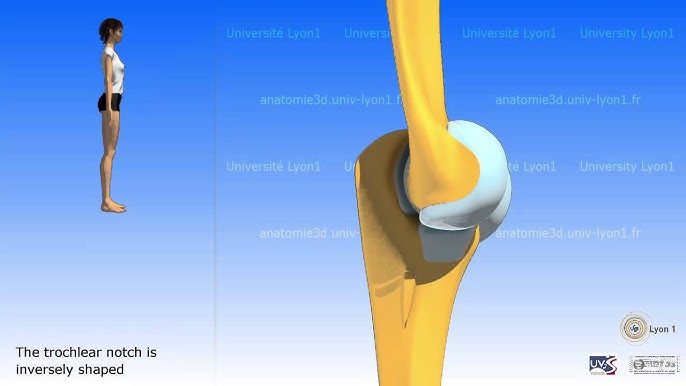 Supination and Pronation - MEDizzy