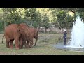Splish splash for the baby elephants  elephantnews