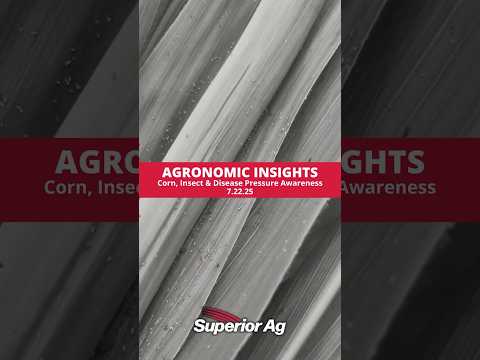Superior Ag Agronomic Insights | Corn Insect & Disease Pressure Awareness | 7.22.25