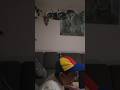 FPV Venti #fails #fail #lustig #witzig #drone #fantasy #fun #funny #sommer #summer #home