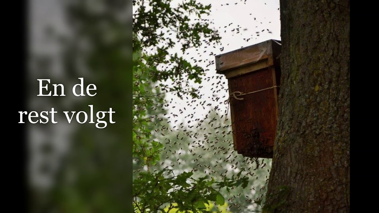 Bijenzwerm vindt zwermlokkast