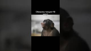 обезьяны поют 10 минут