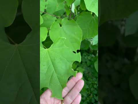 Video: Oklahoma Redbud Planting – Scopri la cura dell'albero di Oklahoma Redbud