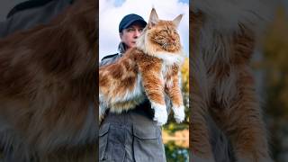 La RAZA DE GATOS más Grande del Mundo