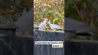 Fascinated by beauty and drama of birds in garden 🤗#birds #relax