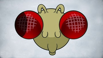Feature Detection in Drosophila Neuron