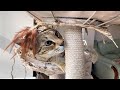 Active Savannah Cats