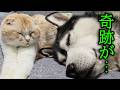 怪我した猫を犬が徹夜で看病したら奇跡が。