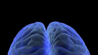Brain Synapse Animation by Studio 44 Productions