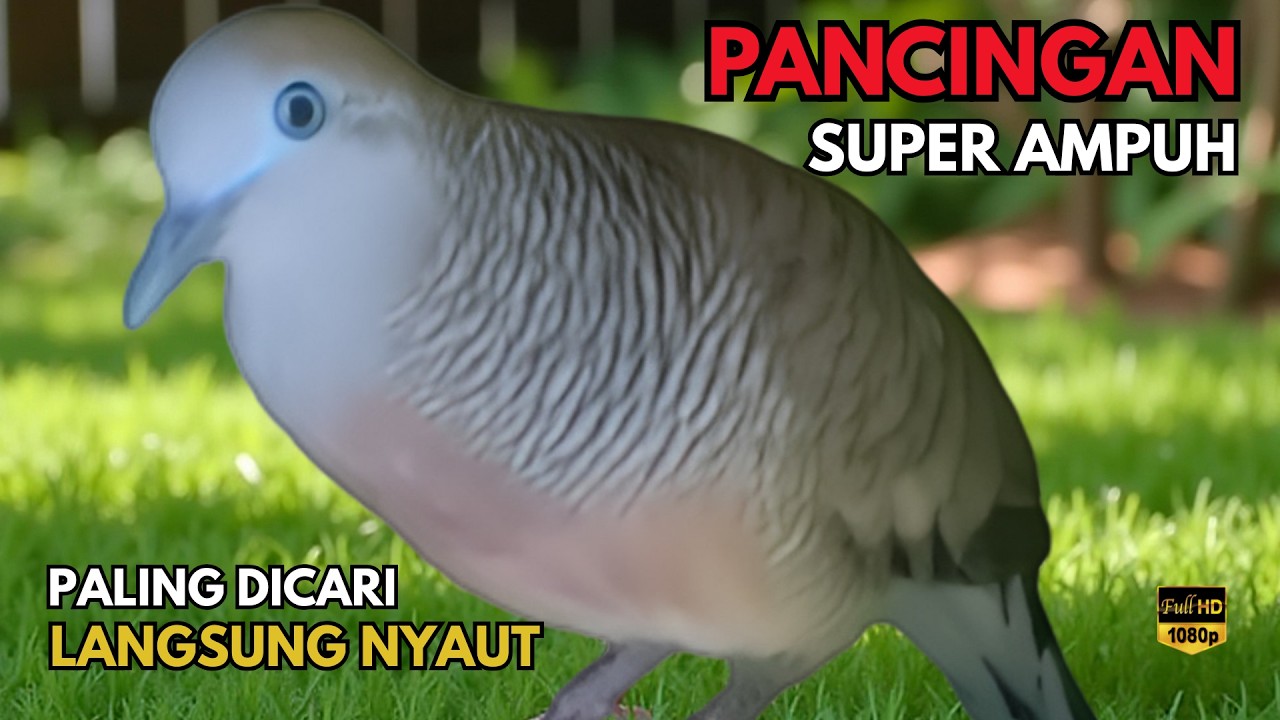 PERKUTUT LOKAL GACOR ampuh buat PANCINGAN perkutut agar NYAUT ikut BUNYI ikut GACOR L63