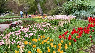 Tulip, camellia and cherry blossom at the Descanso Garden, La Cañada, California, March 10, 2026.