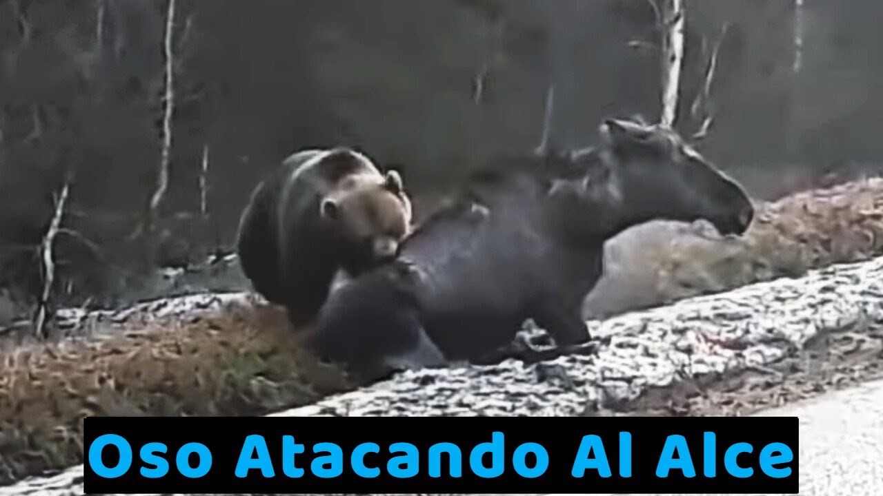 Cuando el oso ataca al alce - YouTube